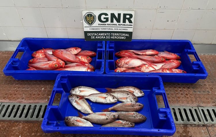 Ilha Terceira  Apreensão de 22 quilos de pescado